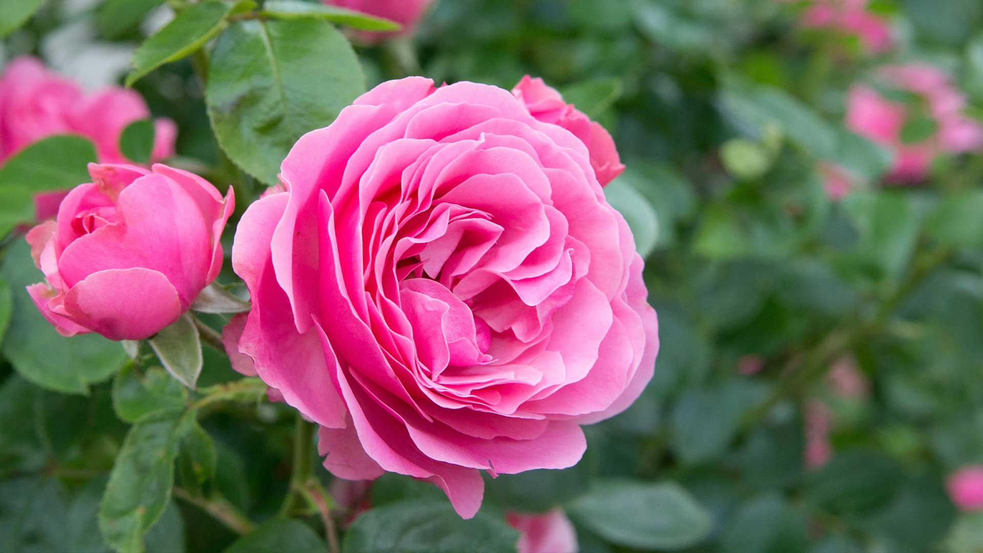 Beautiful spring flowers and roses